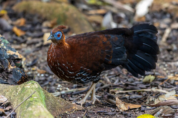 A magnificent Bornean Crested Fireback, scientifically known as Lophura ignita, stands proud in the dappled sunlight of the Bornean rainforest