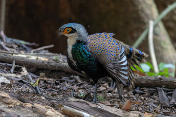 Bornean Peacock-Pheasant A Spectacle of Colors in the Heart of Borneo's Wilderness