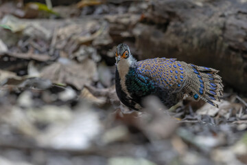 Bornean Peacock-Pheasant A Spectacle of Colors in the Heart of Borneo's Wilderness