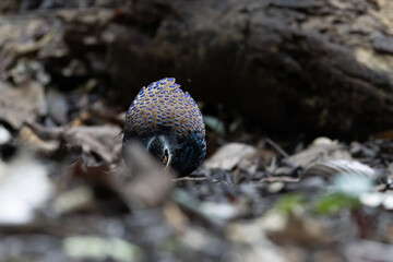 Bornean Peacock-Pheasant A Spectacle of Colors in the Heart of Borneo's Wilderness