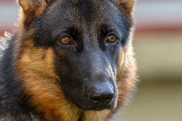 Adorable and cute playful German Shepherd Puppy lying on green grass garden
