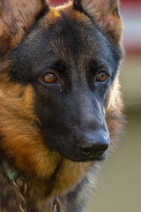 Adorable and cute playful German Shepherd Puppy lying on green grass garden