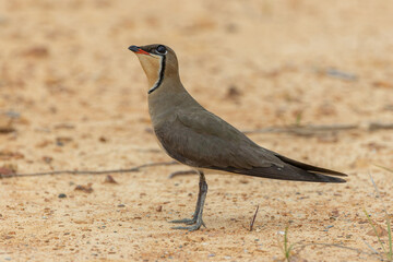 Nature wildlife image of Oriental Pratincole (Glareola maldivarum)