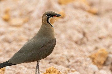 Nature wildlife image of Oriental Pratincole (Glareola maldivarum)