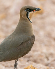 Nature wildlife image of Oriental Pratincole (Glareola maldivarum)