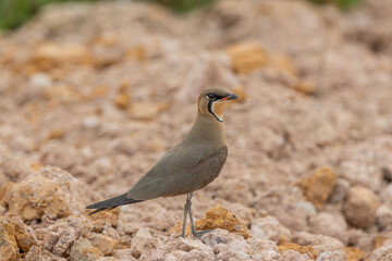 Nature wildlife image of Oriental Pratincole (Glareola maldivarum)