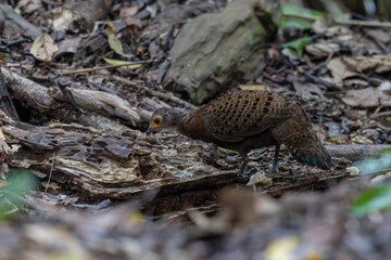 Bornean Peacock-Pheasant A Spectacle of Colors in the Heart of Borneo's Wilderness