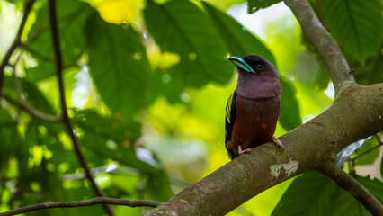 Nature wildlife image of Banded Broadbill bird perching on tree branch.