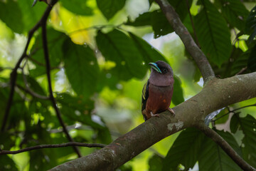 Nature wildlife image of Banded Broadbill bird perching on tree branch.