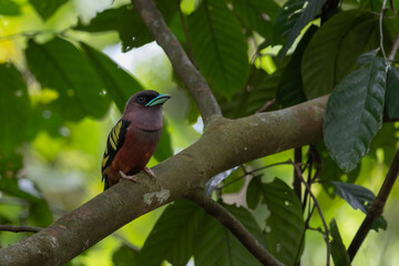 Nature wildlife image of Banded Broadbill bird perching on tree branch.