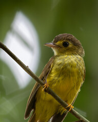 Nature wildlife bird of Hairy-backed Bulbul perched on tree.