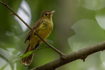 Nature wildlife bird of Hairy-backed Bulbul perched on tree.