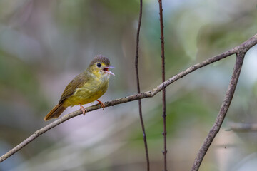 Nature wildlife bird of Hairy-backed Bulbul perched on tree.