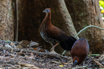 A magnificent Bornean Crested Fireback, scientifically known as Lophura ignita, stands proud in the dappled sunlight of the Bornean rainforest