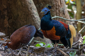 A magnificent Bornean Crested Fireback, scientifically known as Lophura ignita, stands proud in the...