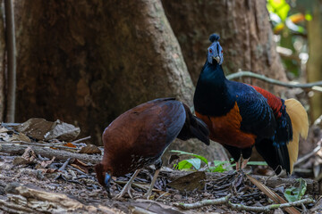 A magnificent Bornean Crested Fireback, scientifically known as Lophura ignita, stands proud in the...