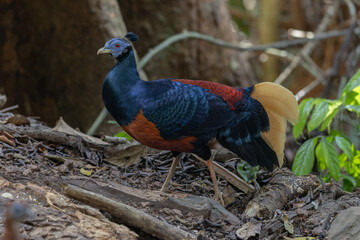 Fototapeta premium A magnificent Bornean Crested Fireback, scientifically known as Lophura ignita, stands proud in the dappled sunlight of the Bornean rainforest