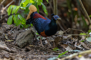 A magnificent Bornean Crested Fireback, scientifically known as Lophura ignita, stands proud in the dappled sunlight of the Bornean rainforest