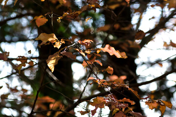 autumn leaves in the forest