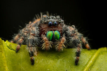 Nature wildlife macro image of Phidippus regius jumping spider action on green leaf. Shows eye details.