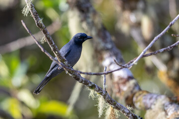 Nature wildlife image of Sunda Cuckooshrike bird perching on tree branch