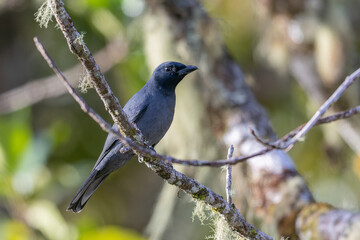 Nature wildlife image of Sunda Cuckooshrike bird perching on tree branch