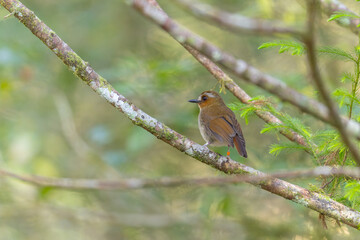 Nature wildlife image of Eyebrowed jungle flycatcher