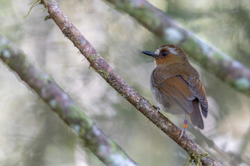 Nature wildlife image of Eyebrowed jungle flycatcher