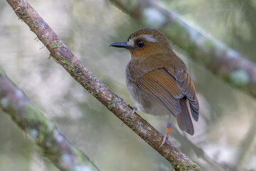 Nature wildlife image of Eyebrowed jungle flycatcher