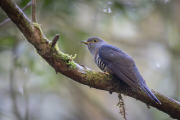 nature wildlife of sunda cuckoo bird serenading nature with its melodic call, creating a harmonious moment in the heart of the wilderness