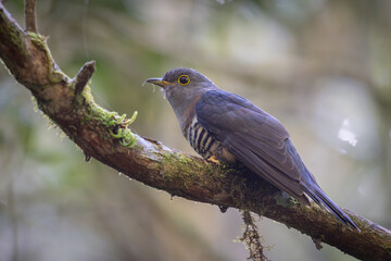 nature wildlife of sunda cuckoo bird serenading nature with its melodic call, creating a harmonious moment in the heart of the wilderness