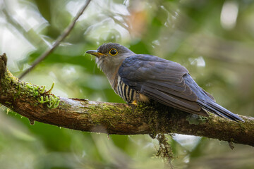nature wildlife of sunda cuckoo bird serenading nature with its melodic call, creating a harmonious moment in the heart of the wilderness