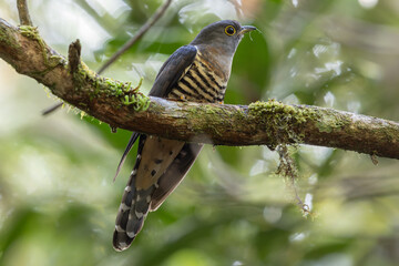 nature wildlife of sunda cuckoo bird serenading nature with its melodic call, creating a harmonious moment in the heart of the wilderness