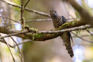 nature wildlife of sunda cuckoo bird serenading nature with its melodic call, creating a harmonious...