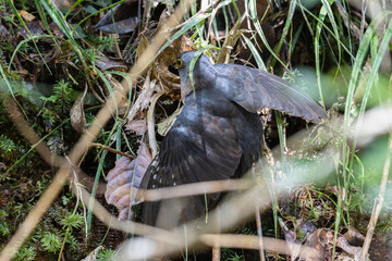 nature wildlife of sunda cuckoo bird serenading nature with its melodic call, creating a harmonious moment in the heart of the wilderness
