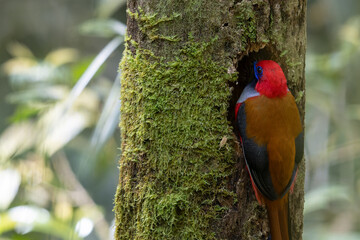 Nature wildlife of Whitehead's Trogon bird perching on nest endemic of Borneo