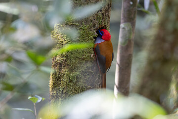 Nature wildlife of Whitehead's Trogon bird perching on nest endemic of Borneo