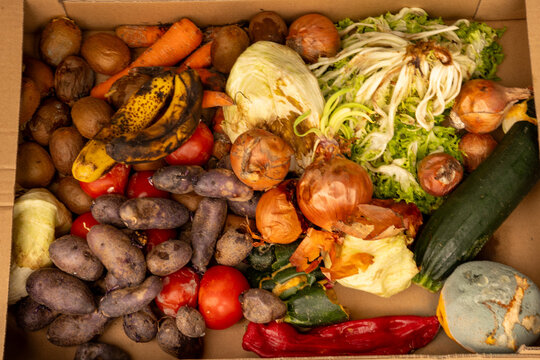 Collection box for spoiled fruit and vegetables for ecological purposes. It contains: carrots, onions, lettuce, peppers, purple potatoes, kiwi, zucchini, mushrooms, tomatoes and bananas