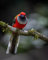 Nature wildlife of Whitehead's Trogon bird endemic of Borneo