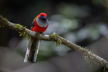 Nature wildlife of Whitehead's Trogon bird endemic of Borneo