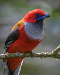 Nature wildlife of Whitehead's Trogon bird endemic of Borneo