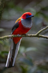 Nature wildlife of Whitehead's Trogon bird endemic of Borneo