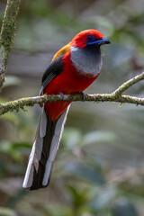 Nature wildlife of Whitehead's Trogon bird endemic of Borneo
