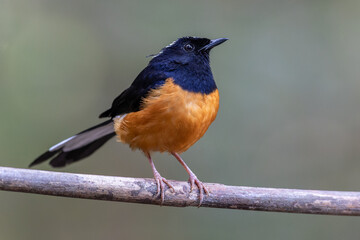 Nature wildlife image of White crown shama on nature rainforest jungle in Borneo Island.
