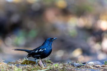 Oriental Magpie-Robin A Melodic Muse in the Garden