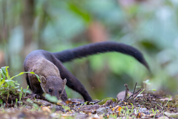 Nature wildlife image of Yellow throated martin at deep rainforest jungle