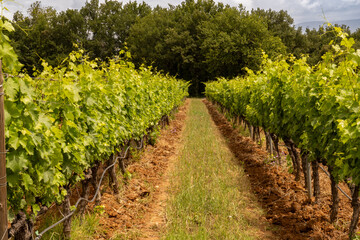 Obraz premium Cultivation of the noble grapevine (Vitis) for French quality wine in the Luberon, Provence, France. Grapevines in rows in the winery (domain, chateau)