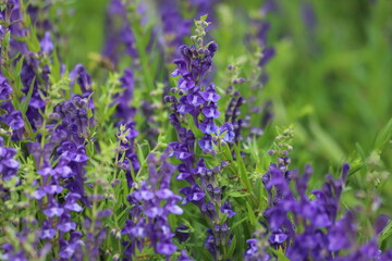 Baikal skullcap, scutellaria baicalensis, medicinal plant.