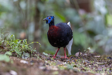 Majestic Bulwer's Pheasant in the Wild. An exquisite image capturing the beauty of a Bulwer's Pheasant in its natural habitat. is a true symbol of the wonders of the avian world.