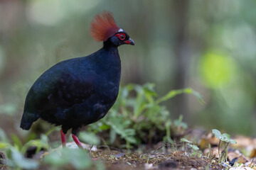 Crested Partridge (Rollulus rouloul) showcasing its exquisite and distinctive appearance. This beautiful bird, with its elegant plumage and crested head, is a testament to the diversity of wildlife.